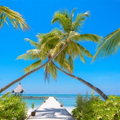 澳门一码一肖一特一中手机app下载